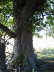 Kastanienbaum