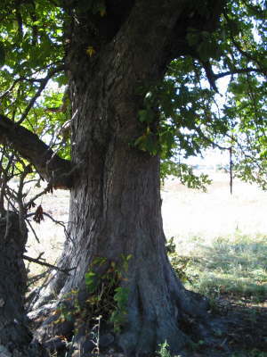 Kastanienbaum